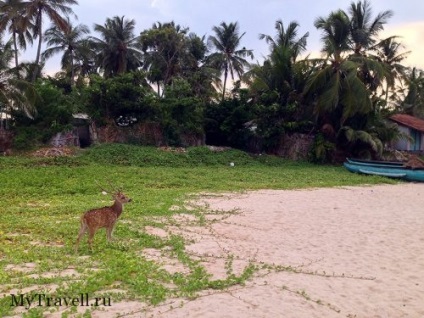 Trincomalee (tricomalee) sri-lanka - ismertetők, fotós strandok