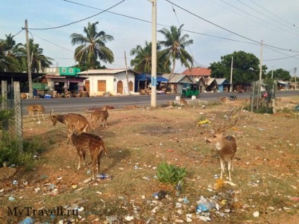 Trincomalee (tricomalee) sri-lanka - ismertetők, fotós strandok