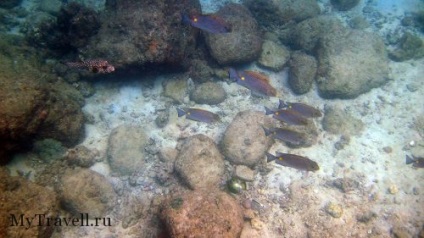 Trincomalee (tricomalee) sri-lanka - ismertetők, fotós strandok