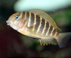 Trofeus Moore sau Cichlid Burberry