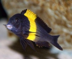 Trofeus Moore sau Cichlid Burberry