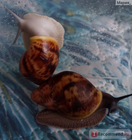 Snail arkhahatina - 