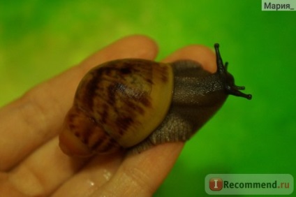 Snail arkhahatina - 