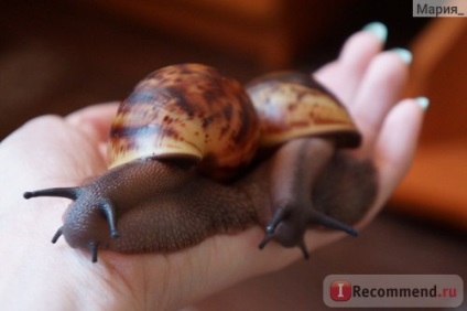 Snail arkhahatina - 