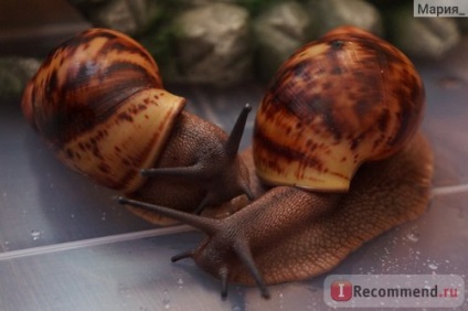 Snail arkhahatina - 