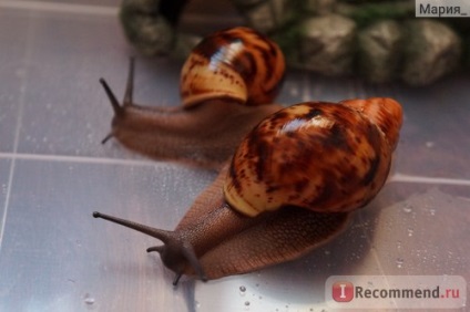 Snail arkhahatina - 