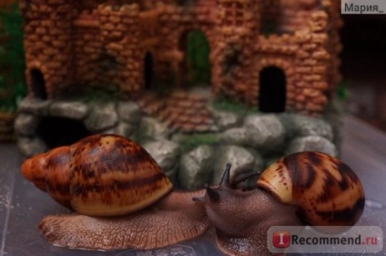 Snail arkhahatina - 