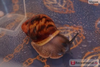 Snail arkhahatina - 