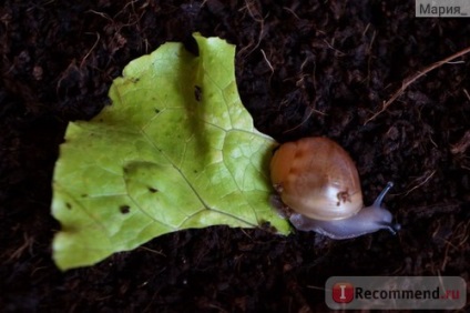 Snail arkhahatina - 