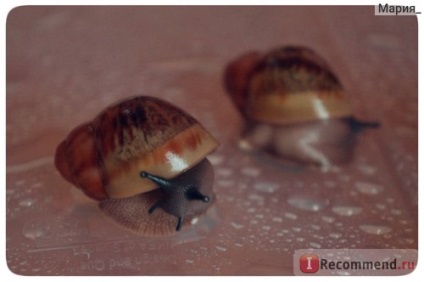 Snail arkhahatina - 