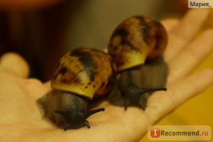 Snail arkhahatina - 