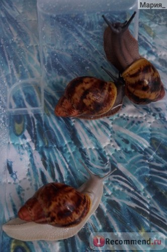 Snail arkhahatina - 