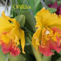 Грижа на Cattleya орхидея