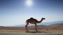 Camel, structura camelului, absența unei vezicule vezicule de cămilă, temperatura corpului, apa