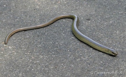 Veretenitsa törékeny vagy páfrány (anguis fragilis) - fauna Fehéroroszországban