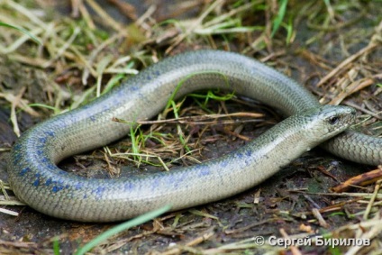 Veretenitsa fragile or medusnitsa (anguis fragilis) - belarus (medina) állatvilága Veretenitsa törékeny vagy páfrány (anguis fragilis) - fauna Fehéroroszországban