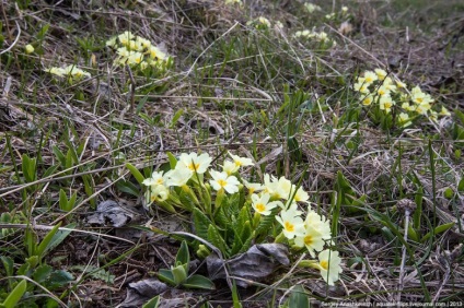 Flori de primăvară din Crimeea