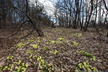 Flori de primăvară din Crimeea