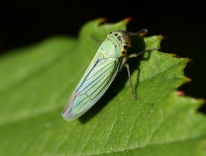 Tipuri de cicada cânta cicada, schiță albă și japoneză - fotografie și descriere