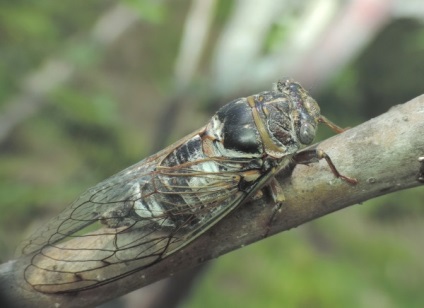 Tipuri de cicada cânta cicada, schiță albă și japoneză - fotografie și descriere