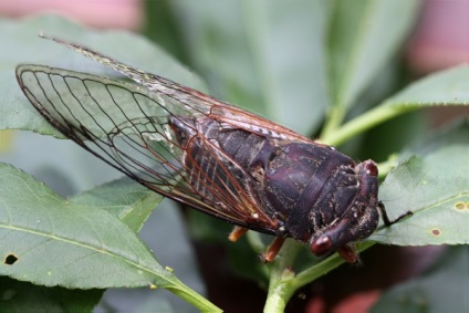 Tipuri de cicada cânta cicada, schiță albă și japoneză - fotografie și descriere
