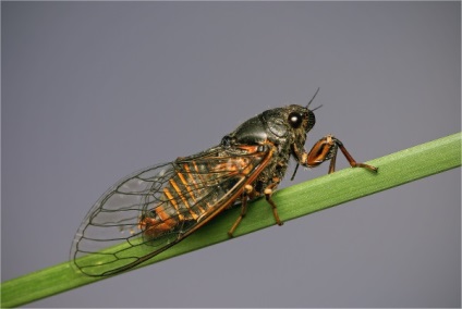 Tipuri de cicada cânta cicada, schiță albă și japoneză - fotografie și descriere