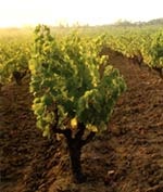 Vinificarea în Franța, producția de vin în regiunea saloanelor - languedoc și russion