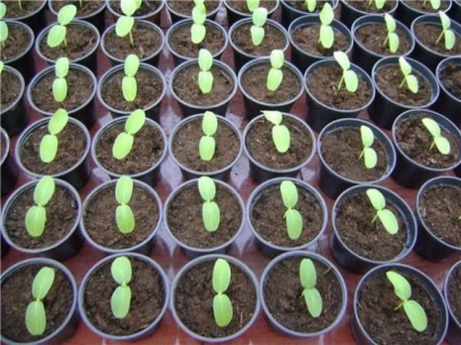 Cultivarea semințelor de castraveți în pământ, cresc o grădină!