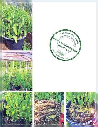 Cultivarea legumelor în recipiente sau grădini mobile cu mâinile lor, un loc despre grădină, cabană și cameră