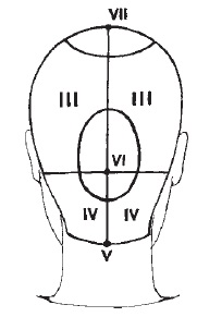 A fejfedő, a zónákra osztás, a haj növekedésének peremvonalai - a fodrászok készsége
