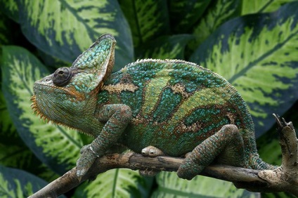 Chameleonii acasă și tot ce trebuie să știți despre ele, totul despre șopârle