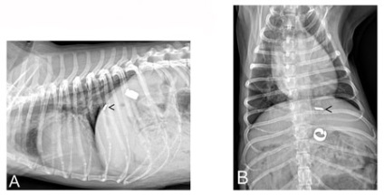 Sebészeti kezelés splenodiaphragmal shunt egy kutya - zooinform-város