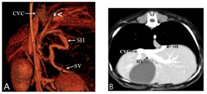 Tratamentul chirurgical al șuntului splenodiafragmatic la un câine - orașul zooinform