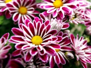 Chrysanthemum plantare perene și îngrijirea îngrășămintelor udare de îngrijire