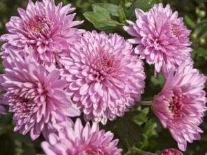 Chrysanthemum plantare perene și îngrijirea îngrășămintelor udare de îngrijire