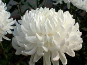 Chrysanthemum plantare perene și îngrijirea îngrășămintelor udare de îngrijire