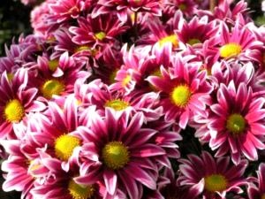 Chrysanthemum plantare perene și îngrijirea îngrășămintelor udare de îngrijire