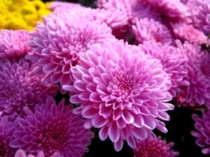 Chrysanthemum plantare perene și îngrijirea îngrășămintelor udare de îngrijire