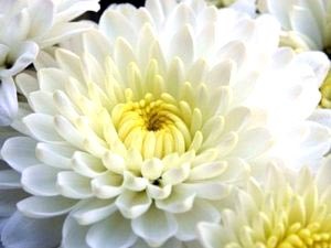 Chrysanthemum plantare perene și îngrijirea îngrășămintelor udare de îngrijire