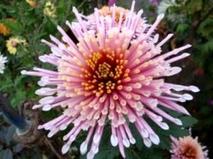 Chrysanthemum plantare perene și îngrijirea îngrășămintelor udare de îngrijire