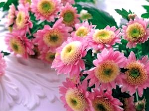 Chrysanthemum plantare perene și îngrijirea îngrășămintelor udare de îngrijire