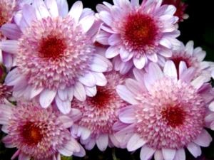 Chrysanthemum plantare perene și îngrijirea îngrășămintelor udare de îngrijire