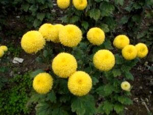 Chrysanthemum plantare perene și îngrijirea îngrășămintelor udare de îngrijire