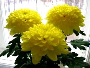 Chrysanthemum plantare perene și îngrijirea îngrășămintelor udare de îngrijire