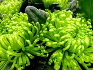 Chrysanthemum plantare perene și îngrijirea îngrășămintelor udare de îngrijire