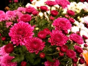 Chrysanthemum plantare perene și îngrijirea îngrășămintelor udare de îngrijire