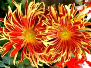 Chrysanthemum plantare perene și îngrijirea îngrășămintelor udare de îngrijire