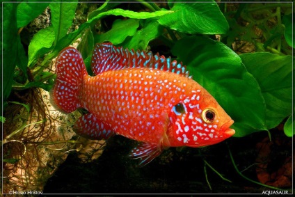 Chromis-chipeș (hemichromis bimaculatus), catalog de articole, magazin de animale de companie aquamir în Togliatti