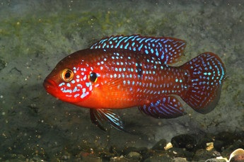 Chromis-chipeș (hemichromis bimaculatus), catalog de articole, magazin de animale de companie aquamir în Togliatti