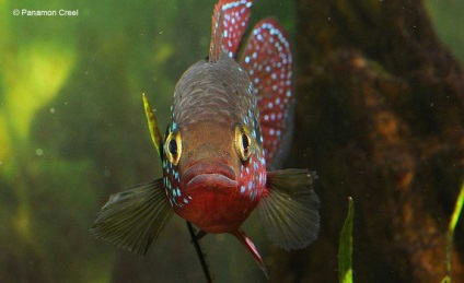 Chromis-chipeș (hemichromis bimaculatus), catalog de articole, magazin de animale de companie aquamir în Togliatti